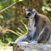Кошачий лемур. :: Alexander Amromin