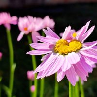 Сердечный летний привет :: Валентина Богатко 
