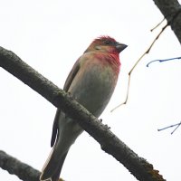 Чечевица :: Лина Чечевица :: Лина