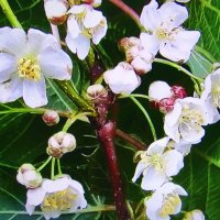 Актинидия цветёт :: Людмила Смородинская