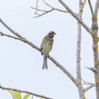 ? :: юрий макаров