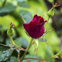 Бутон бархатной розы :: Валентин Семчишин Бутон бархатной розы :: Валентин Семчишин