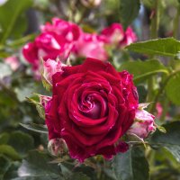 Алая роза  Руби Стар :: Валентин Семчишин