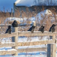 Аксакалы. :: Михаил Белоусов