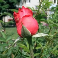 С первым днём Лета !!! :: Фёдор Меркурьев