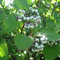 Дёрен/свидина :: Anna Ivanova Дёрен/свидина :: Anna Ivanova