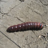 Древоточец пахущий :: Anna Ivanova