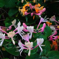 Цветет Каприфоль :: Рита Симонова