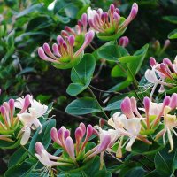 Цветет Каприфоль :: Рита Симонова