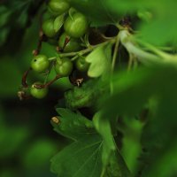 Чёрная смородина :: Юрий Гайворонскiий