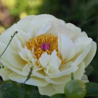 Цветок :: redfox 