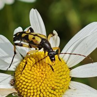 ---------- :: igor G.