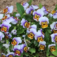 С первым днём лета! :: Светлана 