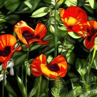 Маки алые... :: Freddy 97