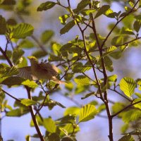 Птица в полете :: Танзиля Завьялова