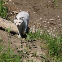 Дикий кот :: Наталия Григорьева