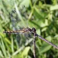 Стрекоза :: ZNatasha -