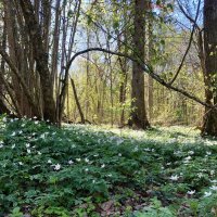 Псковская область, Бежаницкий район, май. :: Лидия Беляева 