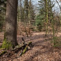 Лес... :: Николай Гирш Лес... :: Николай Гирш