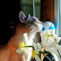 Раннее утро на даче :: Ирина 