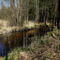 Весна. Ручей :: Наталья 