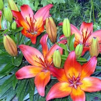 Лилии. :: Ирина ***