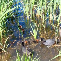 Лысухи :: Сапсан 