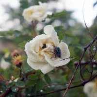 Губа не дура :: sorovey Sol Губа не дура :: sorovey Sol