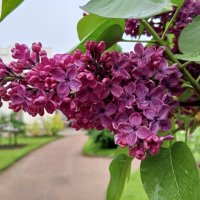 Сирень :: Сапсан 