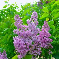 Нежное обаяние милой сирени... :: Sergey Gordoff