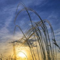 Позолоченное серебро :: Сергей 