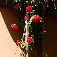 Летние этюды 3 :: Алексей Кузнецов