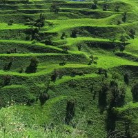 В горах Дагестана :: svk *