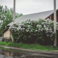 Цветёт сирень :: Сергей Царёв