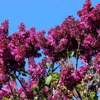 Сирень. :: Восковых Анна Васильевна 