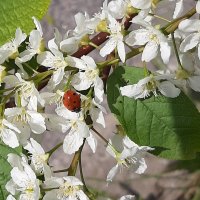 Был месяц май :: Наталья Герасимова