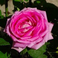 Розы в городе в первый день лета. :: Милешкин Владимир Алексеевич Розы в городе в первый день лета. :: Милешкин Владимир Алексеевич