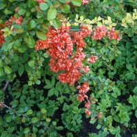 айва японская / хеномелес японский :: zavitok * айва японская / хеномелес японский :: zavitok *