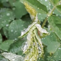 Много капель :: Надежда 