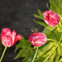 Последний аккорд весны :: Татьяна Лютаева