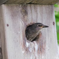 Птенец скворца :: Лина 