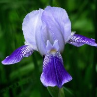 Нежный ирис :: Людмила Смородинская