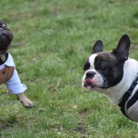 Москва. Парад французских бульдогов в усадьбе «Воронцово». :: Наташа *****