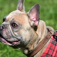 Москва. Парад французских бульдогов в усадьбе «Воронцово». :: Наташа *****