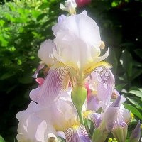 Нежность :: Елена Семигина