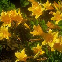 Лилейник начал цвести :: Елена Семигина Лилейник начал цвести :: Елена Семигина