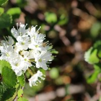 В заполярном лесу :: Ольга В заполярном лесу :: Ольга