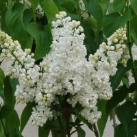 Сирень :: Рита Симонова