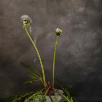 Когда подходит твой финал. :: Галина Левина