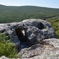 Природа Крыма :: Amazing Cosmea